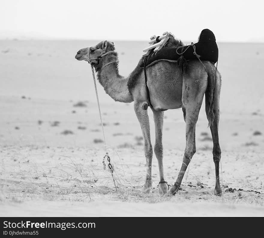 Monochrome Photo of Camel