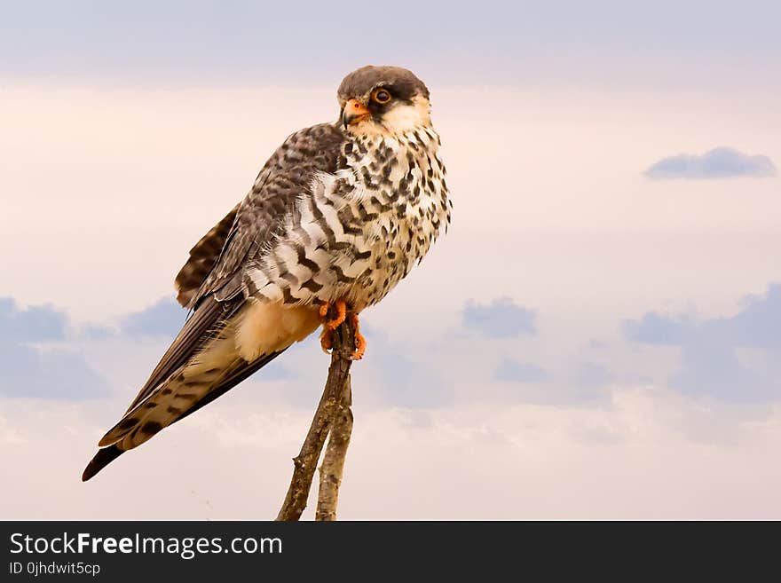 Brown Short Peak Bird Perch on Brown Tree Branch