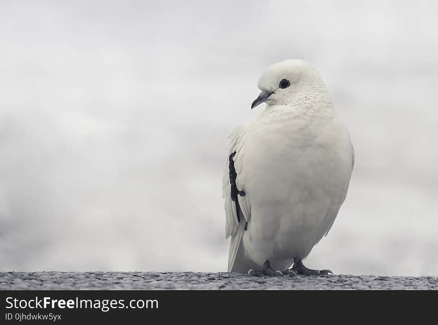 White and Black Bird on Trunk