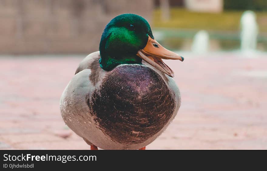 Green and Gray Mallard Duck