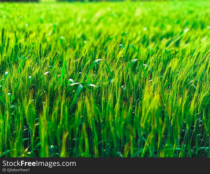 Green Field Photo