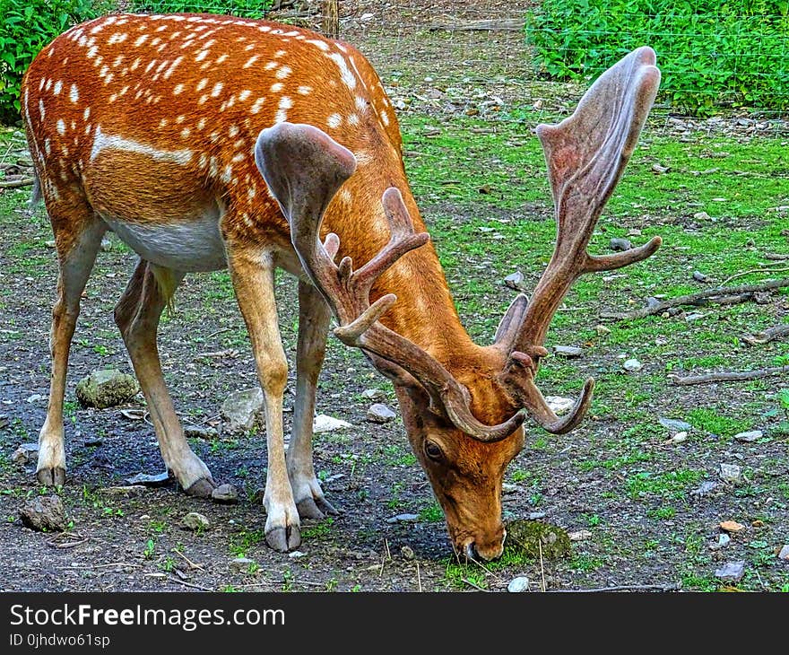 Brown and White Reindeer