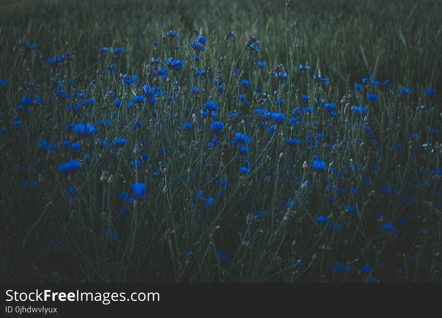 Photo of Blue Petaled Flowers