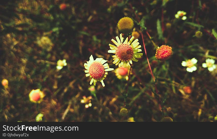 White Daisy Flowers