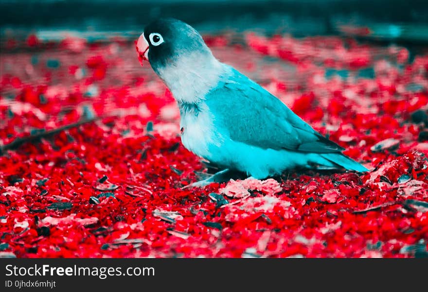 Blue and White Parakeet on Red Flooring