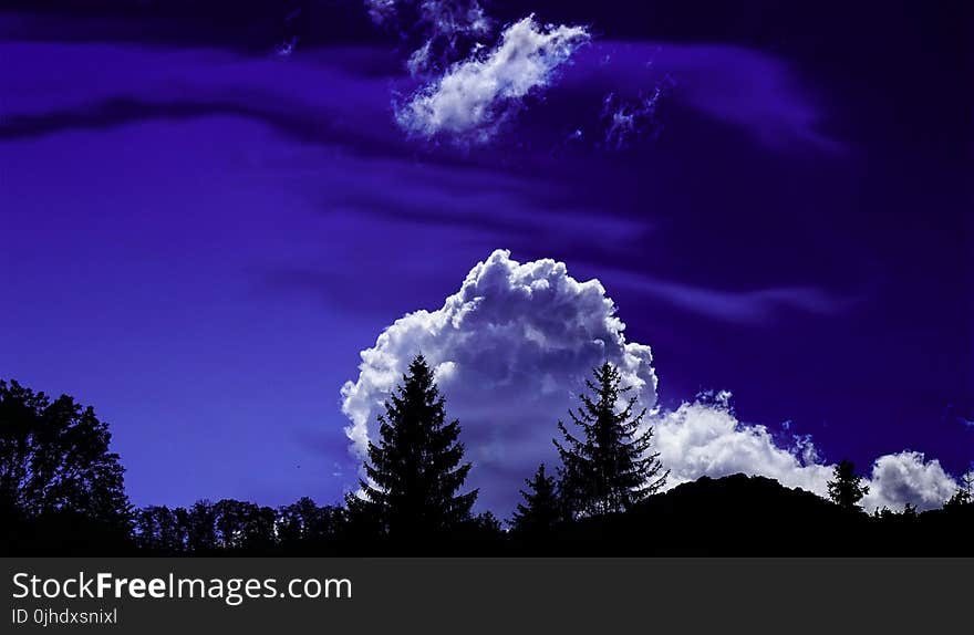 Trees Under White Clouds and Blue Sky