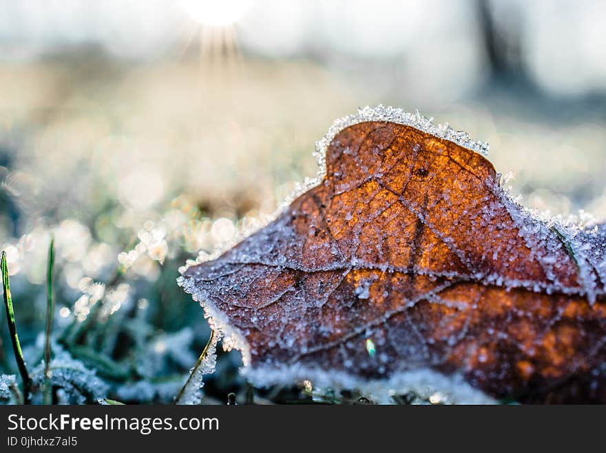 Dried Leaf Cover by Snow at Daytime