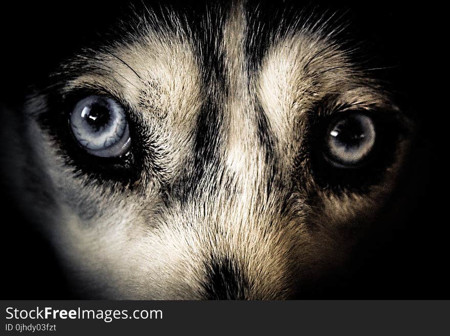 Close Up Photo of White and Black Short-furred Animal