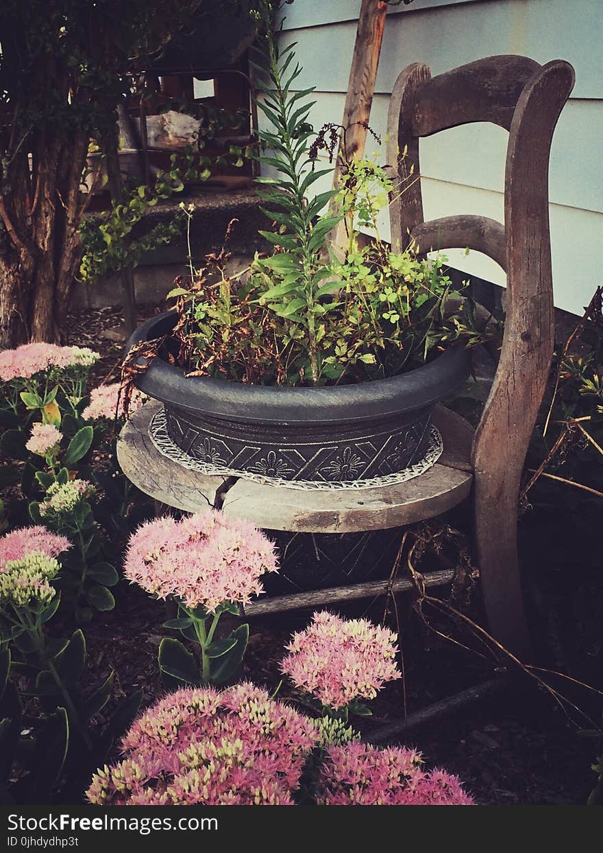 Green Leaf Plants in Black Pot on Brown Chair