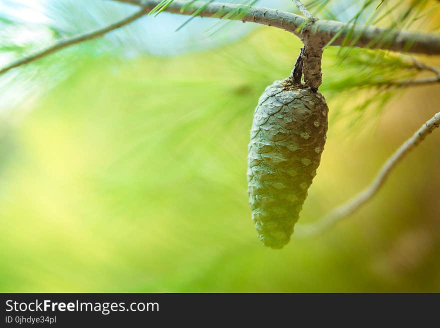 Tilt Shift Photo of Pine Cone