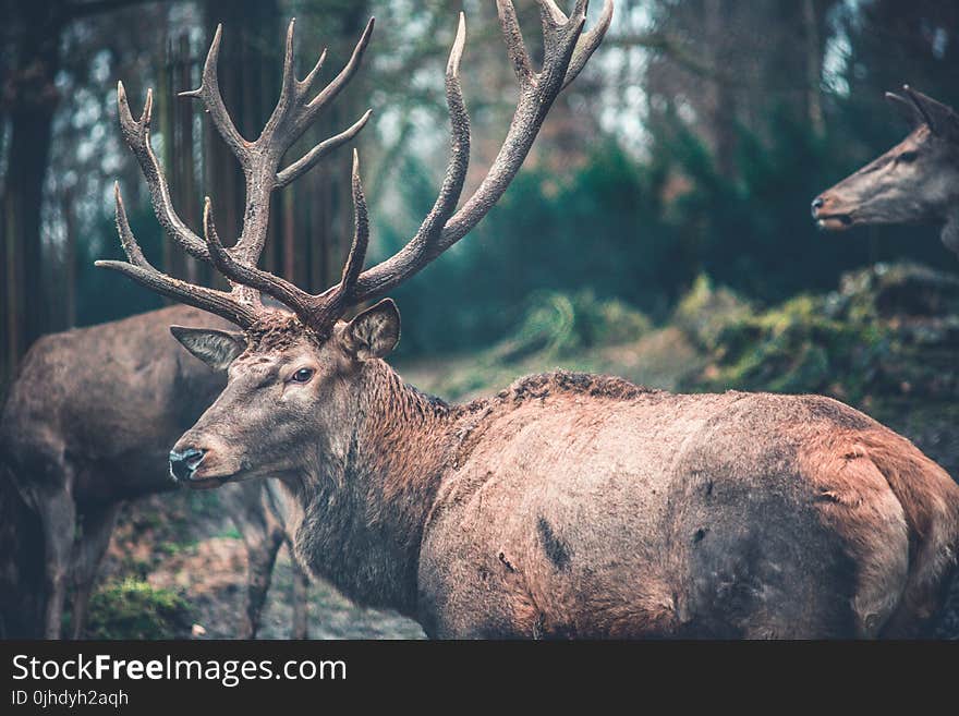 Close-Up Photography of Brown Deer