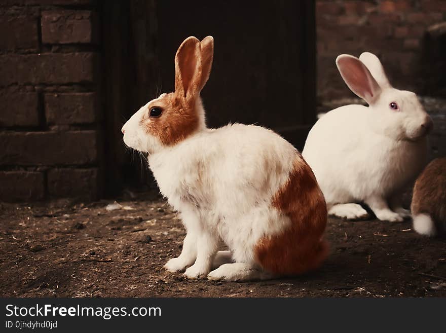 White and Brown Rabbit on Brown Soil