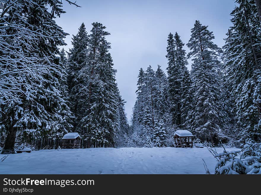 Tall Green Trees Filled With Snows during Winter