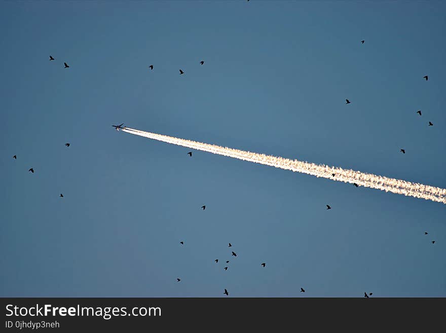 Photo of Plane and Birds