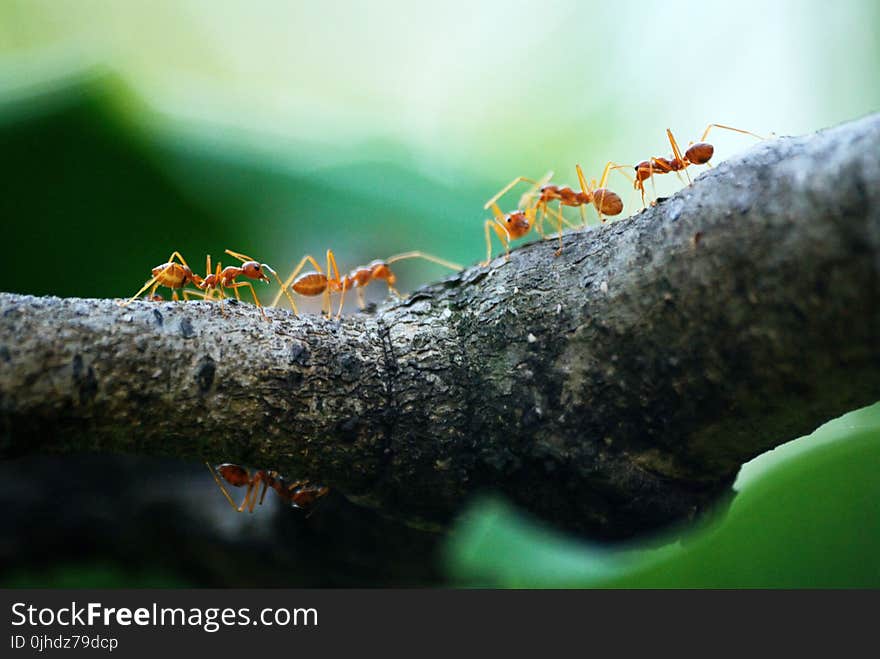 Macro Photo of Five Orange Ants