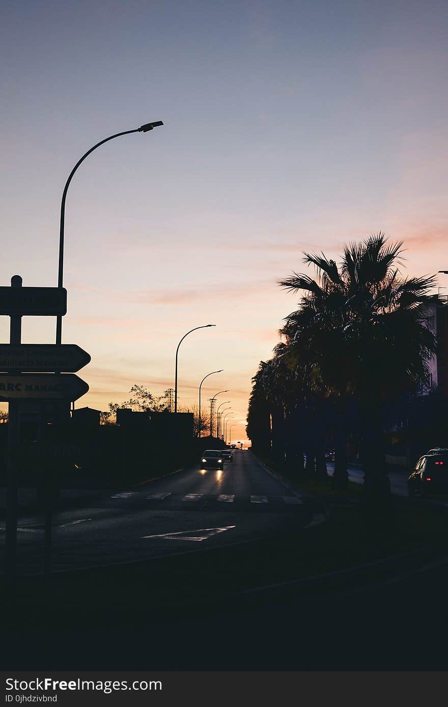 Silhouette Photo of Road Between Majesty Palm