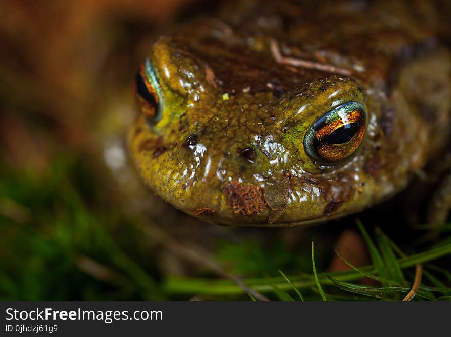 Green and Brown Frog