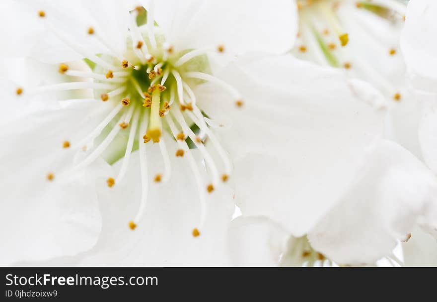 Closeup Photography of White Petaled Flowers