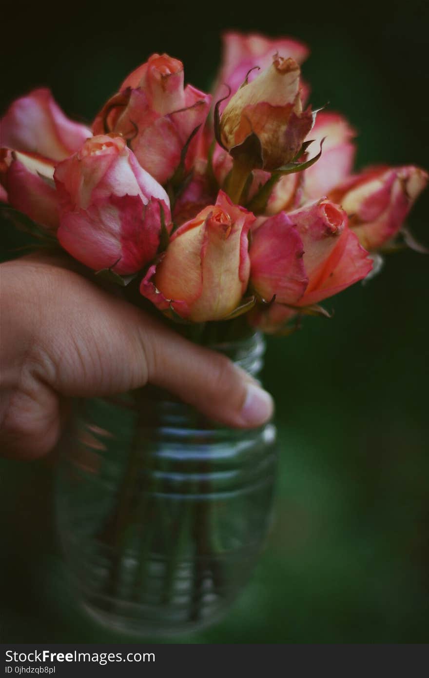 Pink and White Rose Flower Arrangement in Vase