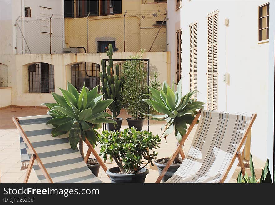 Green Leaf Plants Beside Pool Lounger Chairs