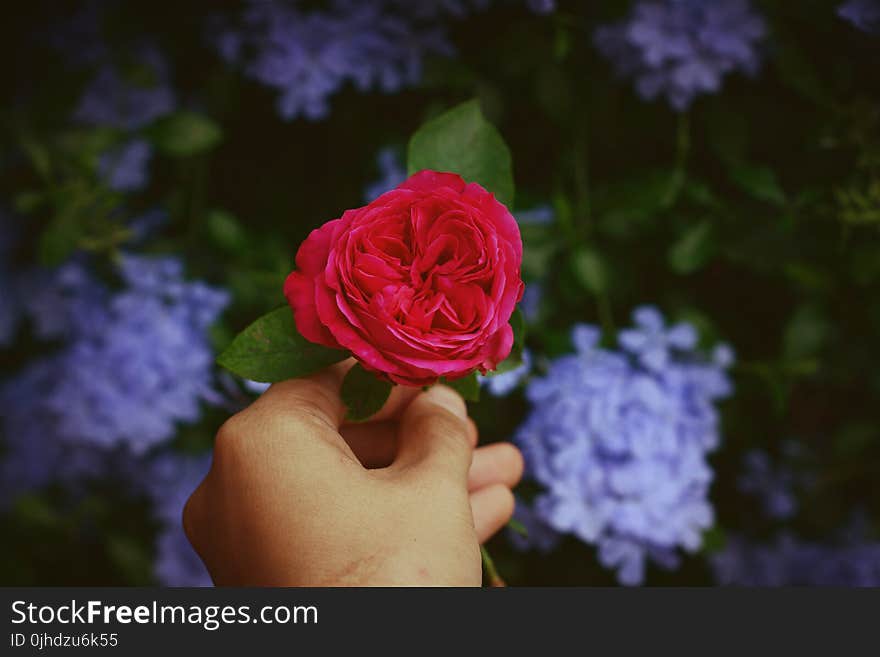 Person Holding Red Rose