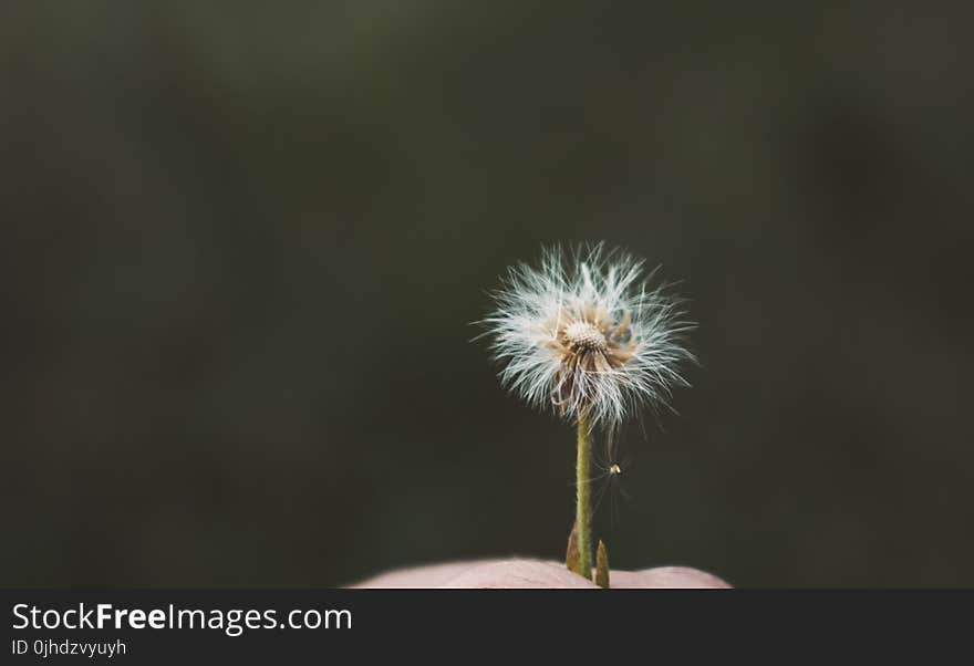 White Flower Speck on Person&#x27;s Hand