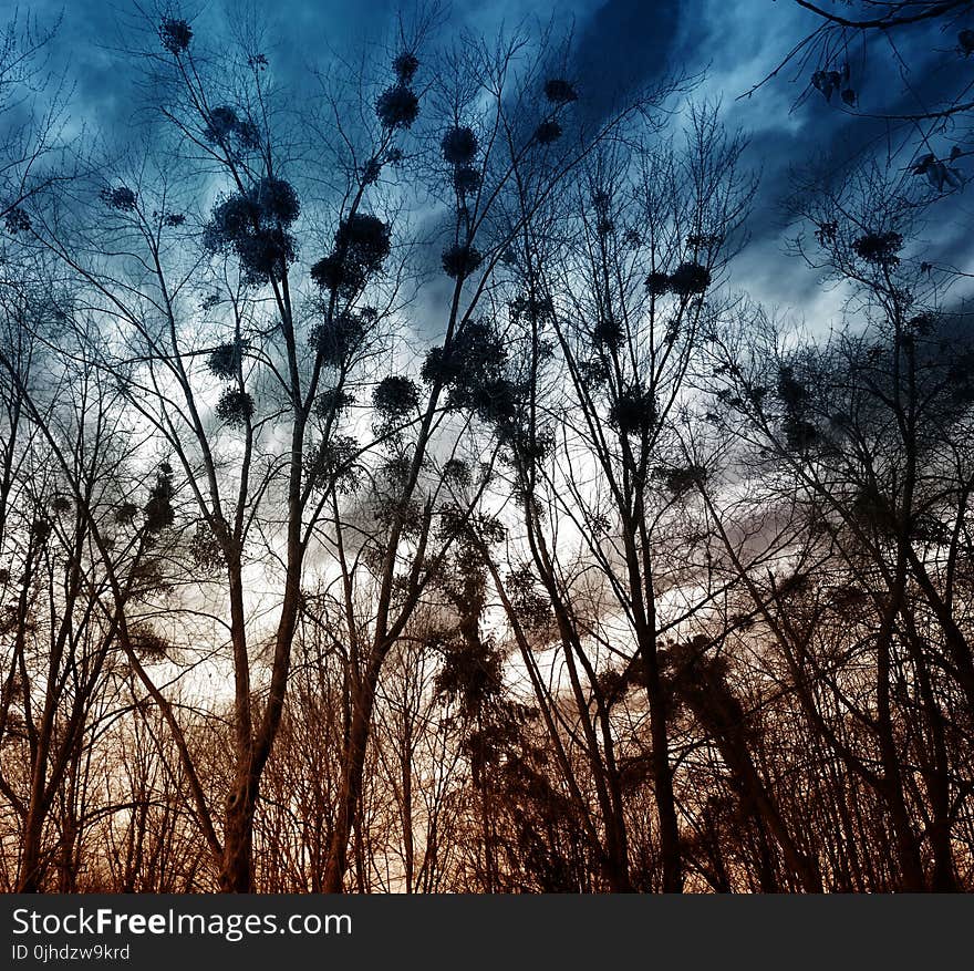 Silhouette of Trees Without Leaves