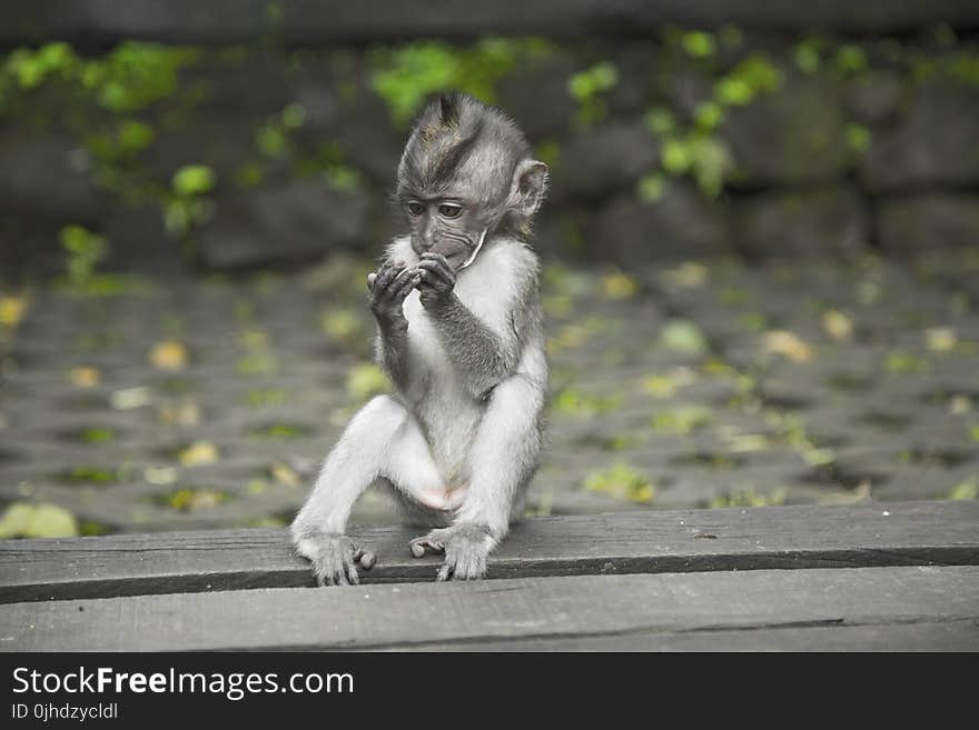 Primate Sitting On Wooden Surface