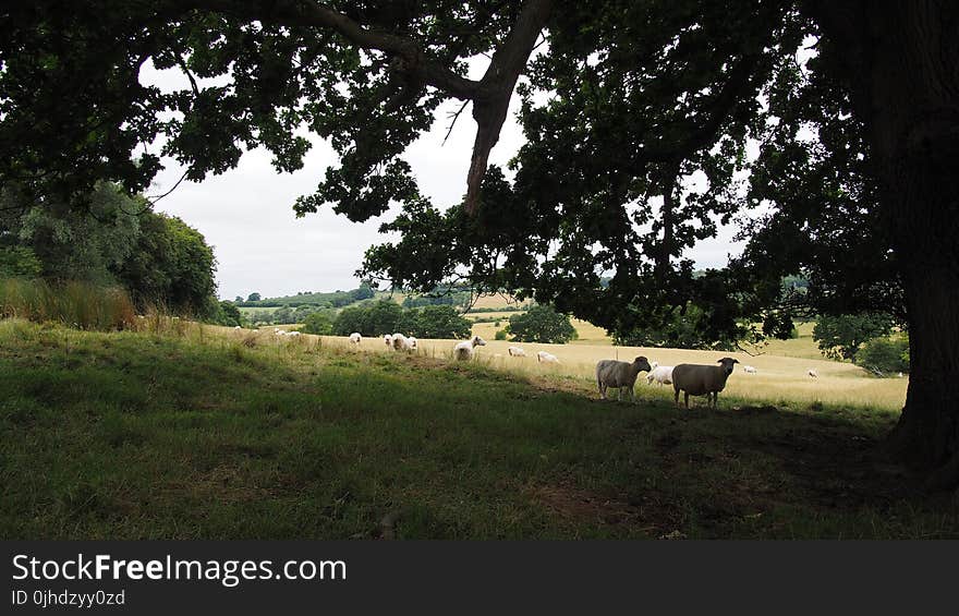 Herd of Sheeps