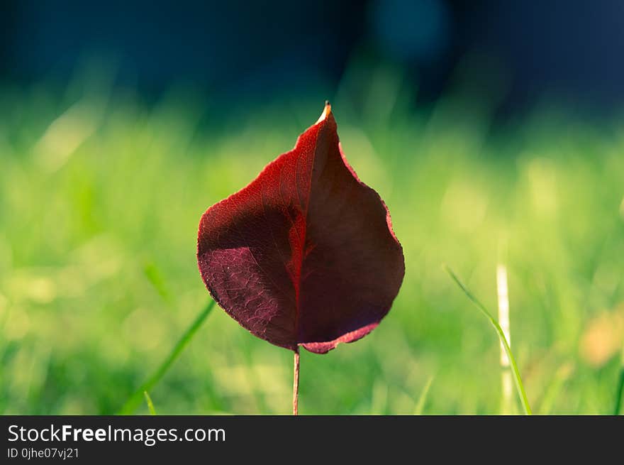 Red Petal Flower Selective Focus Photography