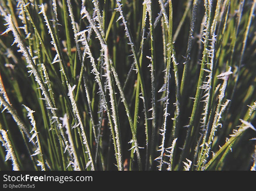 Green and White Plant