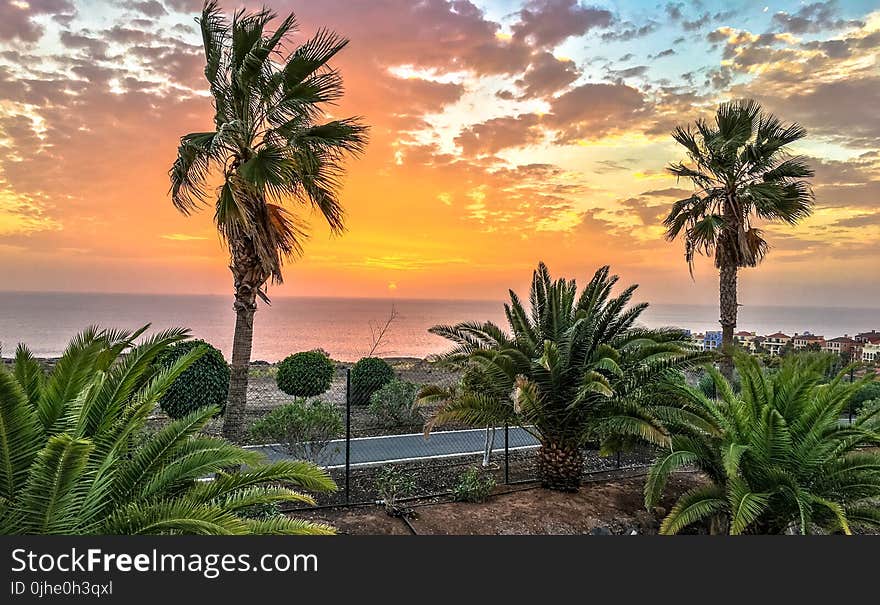 Tropical Tress Near Road and Body of Water during Golden Hour