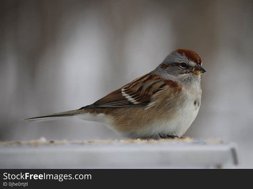 Brown Sparrow