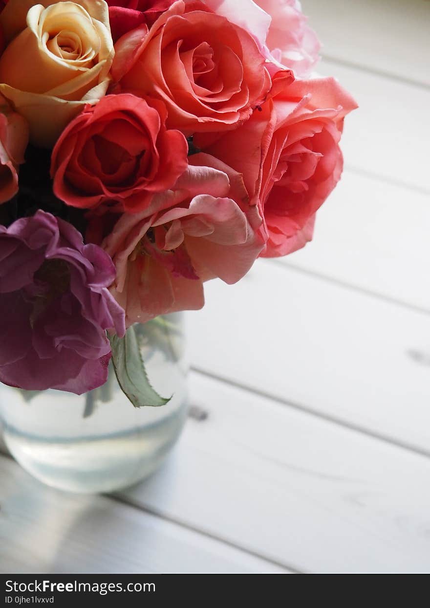 Shallow Focus of Red and Pink Flowers