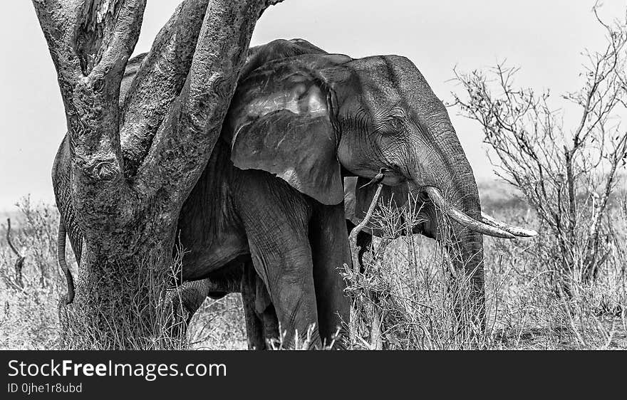 Grayscale Photo of Elephant