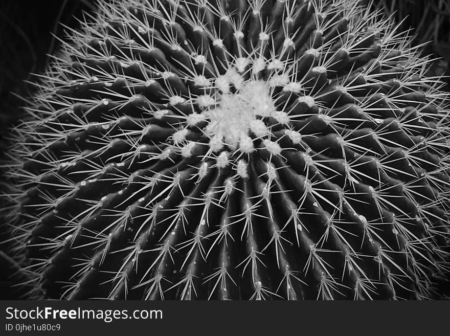 Grayscale Photo of Ball Cactus