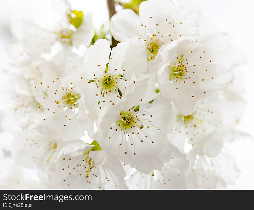 Closeup Photography of White Petaled Flowers