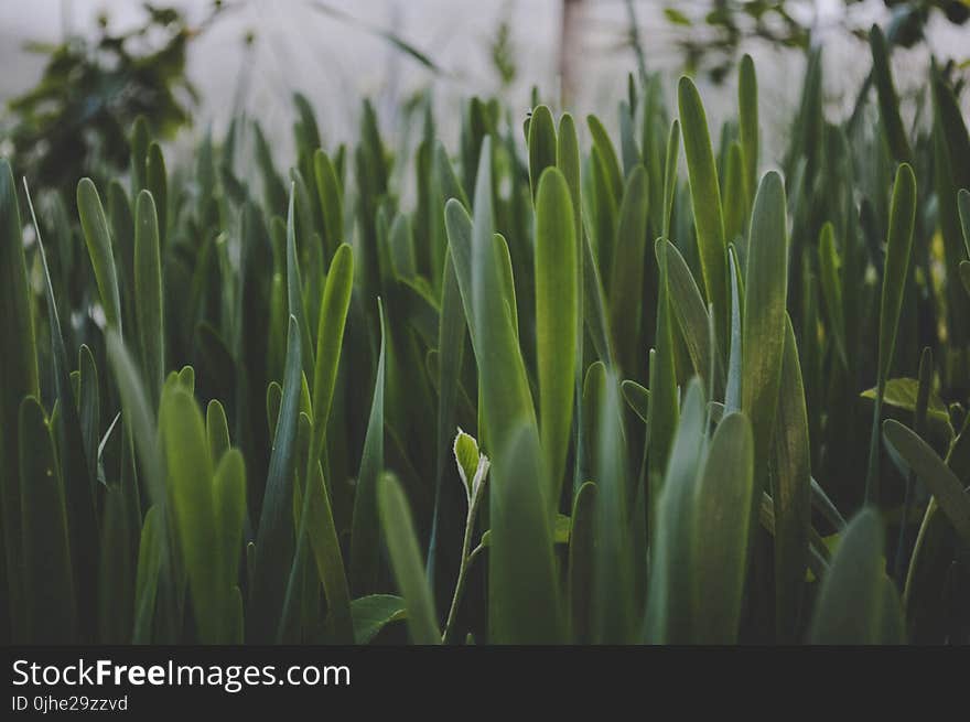 Green Leaf Plant