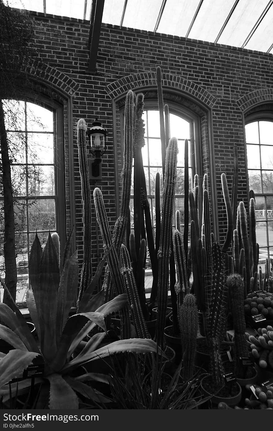 Gray Scale Photo of Plants Indoor