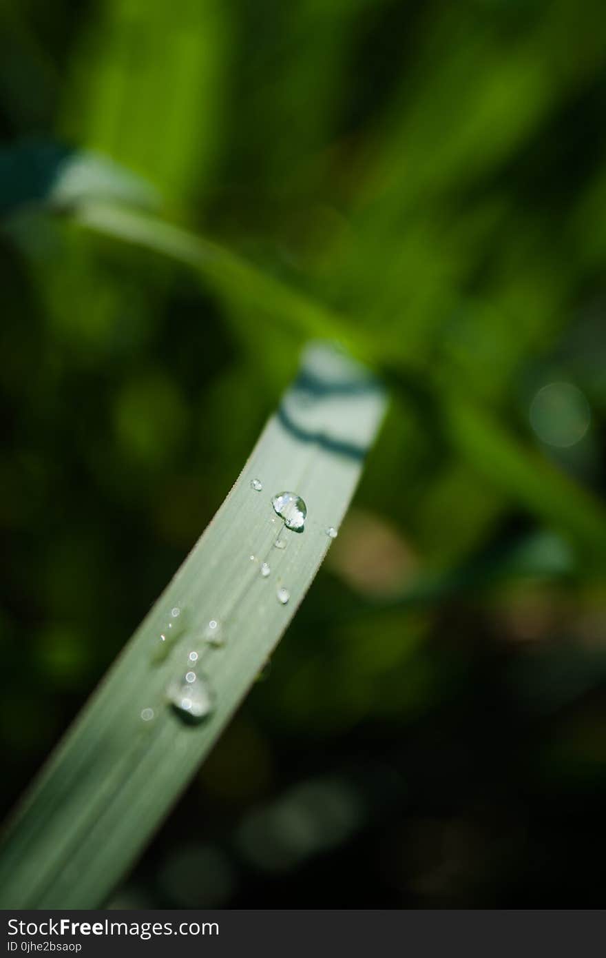 Macro Shot of Water Drops in Leaf Blade