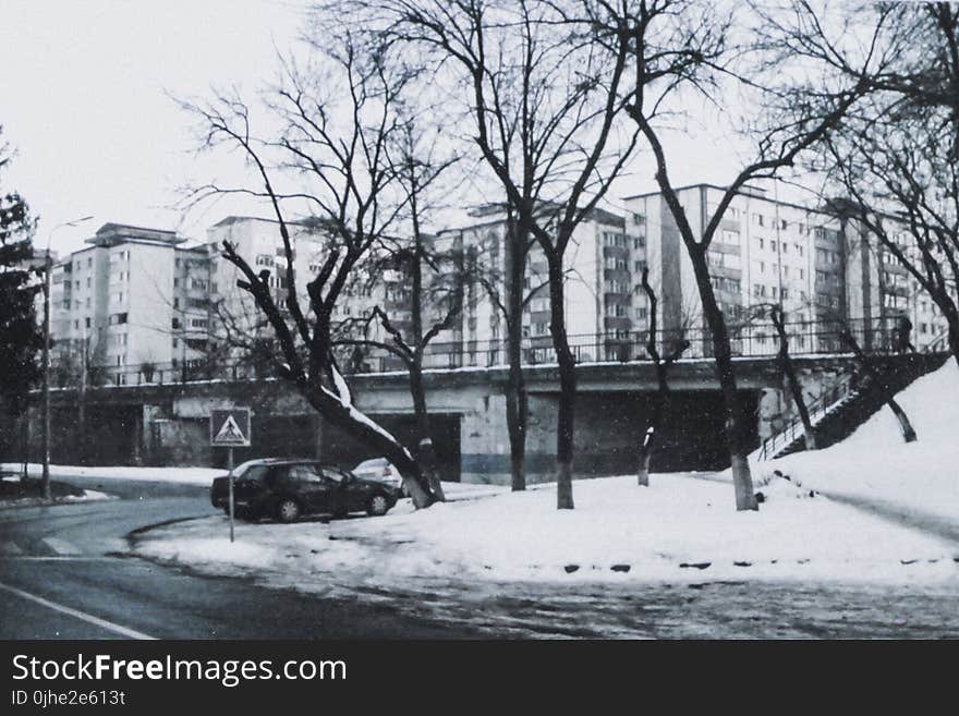 Bare Tree Coated With Snow