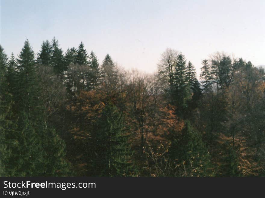 Photo of Green Leaf Trees during Golden Hour