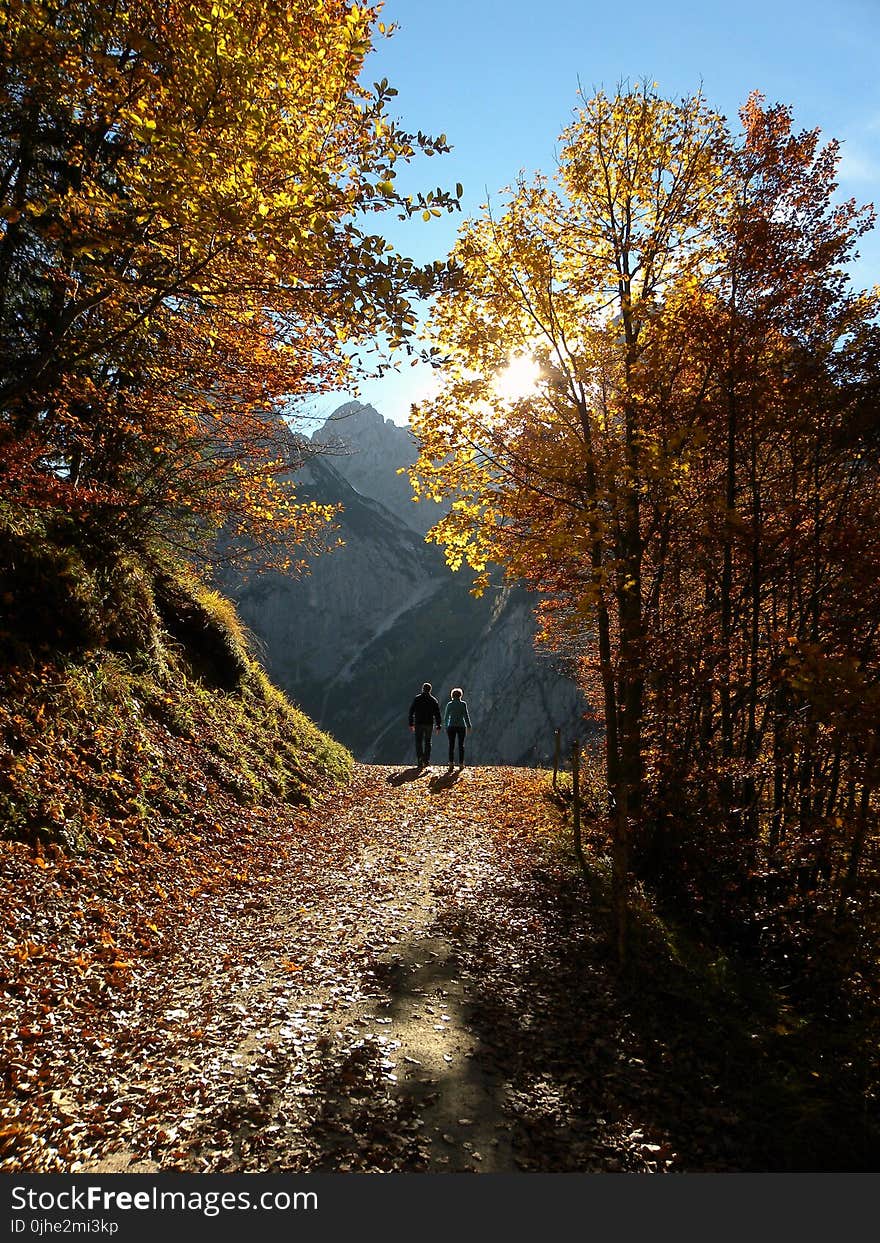 Couple Walking at Pathway Between Trees