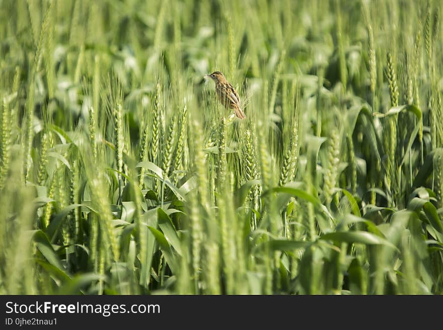 Brown Bird on Green Wheat