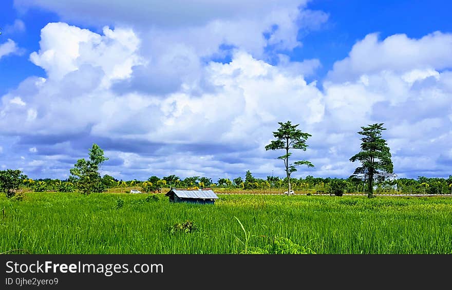 Green Grass