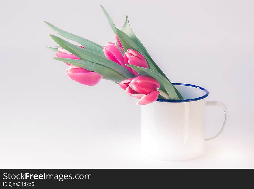 Pink Tulip Flowers in White Cup