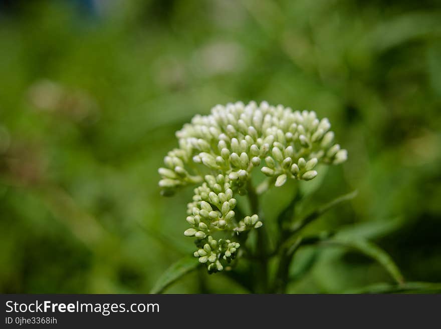 White Petaled Flower