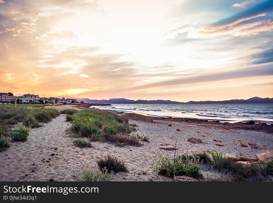 Green Grass Near Seashore at Daytime