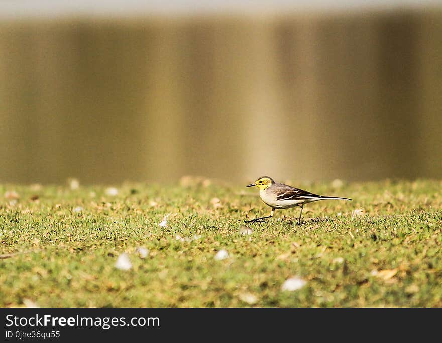 Black and White Bird on Green Grass