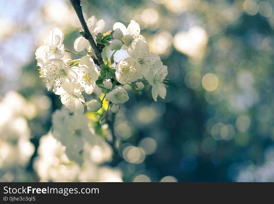 Selective Focus Photography of White Blossoms